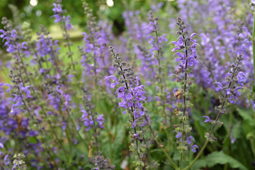 Fototapeta premium Salvia nemorosa (Lamiaceae), outdoor plants 2020