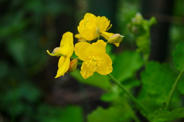 Spider on Chelidonium majus (greater celandine, tetterwort)