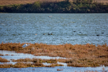 Great White Heron wild bird is looking for food on strip of land in the Lake Vistonida, Porto...