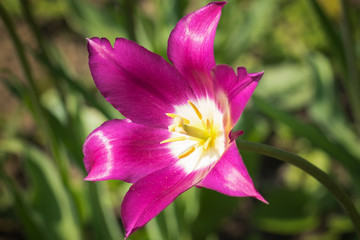 Purple tulip in the field