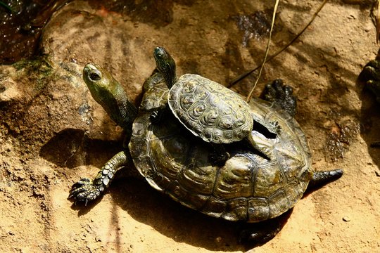 TORTUE VAR FRANCE
