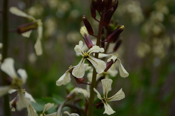 Flowers of roquett（other names: rocket salad、eruca sativa、garden rocket、arugula、eruca vesicaria sativa、rocket)