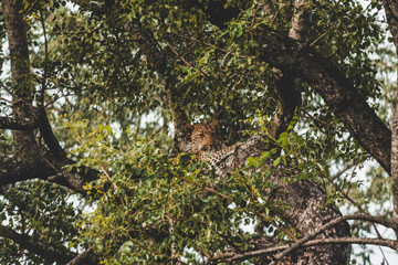 Fototapeta premium cheetah