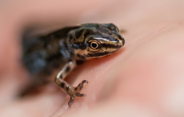 newt (Triturus vulgaris)