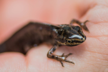 newt (Triturus vulgaris)