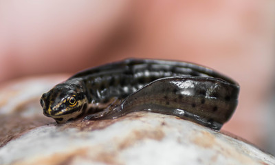 newt (Triturus vulgaris)