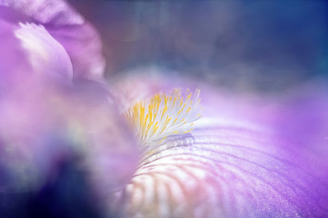 Jasna pastelowa fioletowa kompozycja roślinna na rozmytym tle - obrazy, fototapety, plakaty