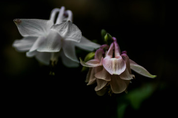 Hangin white and purple flowers 