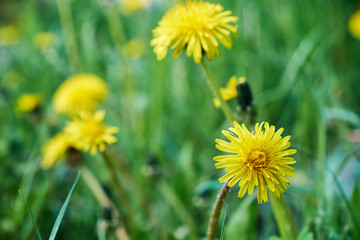Yellow dandelions. Bright flowers dandelions on background of green spring meadows.