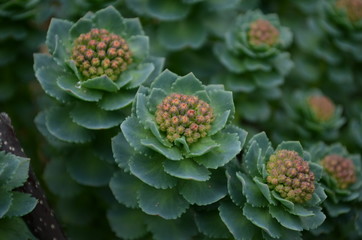 Blossoms Rhodiola rosea root or Golden Root, he same Roseroot, Aaron Rod