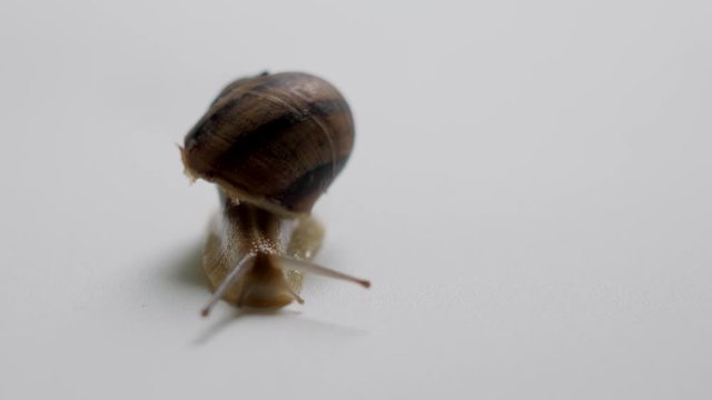 close up of a snail on the white ground
