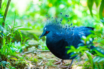 Unusual Crowned Pigeon in a green park. beauty of nature. Bird watching