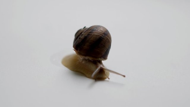 snail on the white background macro