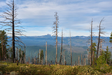 Obraz premium Burned forest restoration in the mountains near Green Ridge Lookout in central Oregon in the morning.