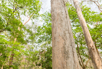 Fototapeta premium Teak tree in the forest 
