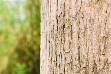 Teak tree in the forest in thailand
