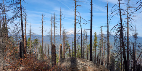 Burned forest with Mt Jefferson at background near Green Ridge Lookout in central Oregon.