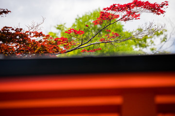 神社の鳥居と紅葉