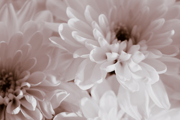 Weiße Blumen als Hintergrund, Nahaufnahme