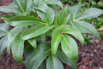 Helleborus argutifolius (Ranunculaceae), outdoor plants 2020