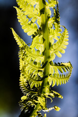 Ostrich, fiddlehead or shuttlecock fern ornamental leaves through the summer sunlight.