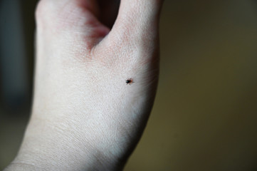 close up of a tick on hand