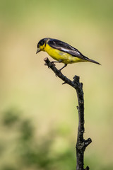 lesser goldfinch on a branch