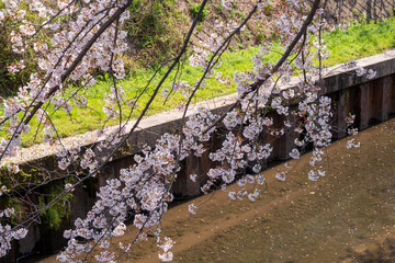 川沿いの桜