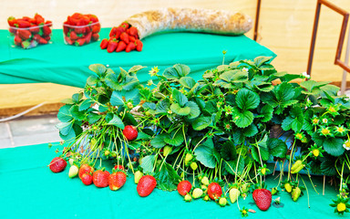 Strawberry composition on table reflex