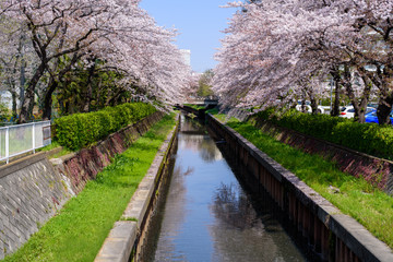 Fototapeta premium 桜並木