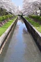 Fototapeta premium 川沿いの桜並木