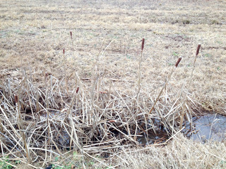 Marsh with water cat tails reed cold winter day wetland countryside