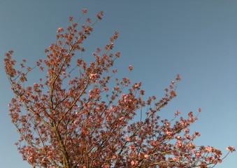 Spring blossom - Plum and cherry trees