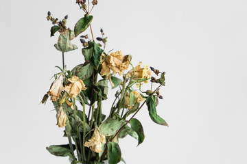 Bouquet of wilted flowers on a white background