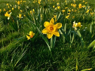 Daffodils