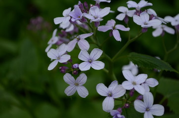 Fototapeta premium Blooming Dame's Rocket ( Hesperis matronalis ) close-up with violet blossoms in the garden