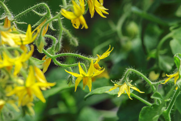 Tomato, flowering plant, yellow flowers. Abundant flowering, agriculture. Garden plant of the Solanaceae family. Field or home gardening.