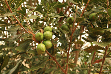 Raw of Macadamia integrifolia or Macadamia nut hanging on plant