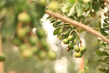 Fototapeta premium Raw of Macadamia integrifolia or Macadamia nut hanging on plant