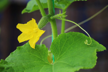 Cucumber flower. Cucumber grows in the garden. Field or home gardening. Growing vegetables. Agriculture.