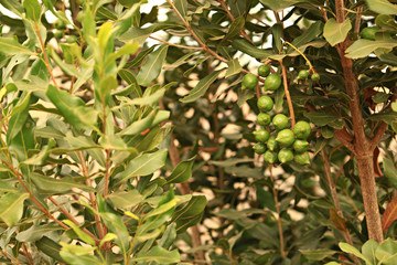 Raw of Macadamia integrifolia or Macadamia nut hanging on plant