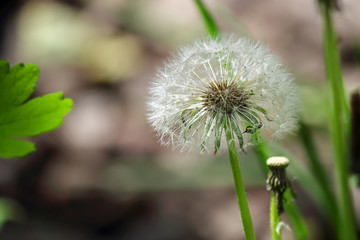 Dandelion seeds blooming in the field in spring, gray background. Image of nature, copy space, side view.