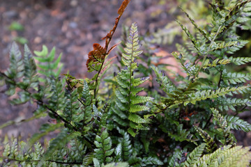 Polystichum tsus-simense (Roca), outdoor plants 2020