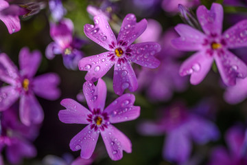 beautiful purple flowers with dew drops on petals in sunshine, close view 