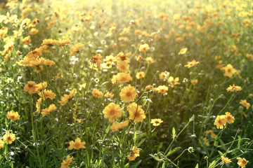 The flowering shrubs in the city center park.