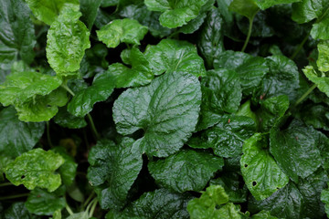 Viola odorata (Vanilla), outdoor plants 2020