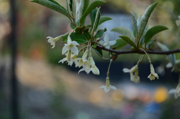Fototapeta premium Soft macro focus delicate small flowers of Elaeagnus umbellata. Spring miracle of this blooming plant. Selective focus. Nature concept for design