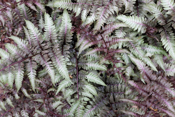 Athyrium niponicum (Red Beauty), outdoor plants 2020