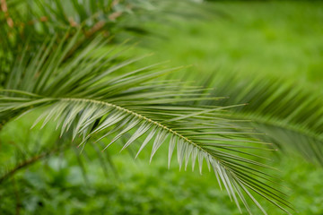 Obraz premium green leaf palm, close-up. photo wallpaper with a palm tree background. space for text