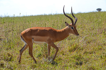 impala in the savannah